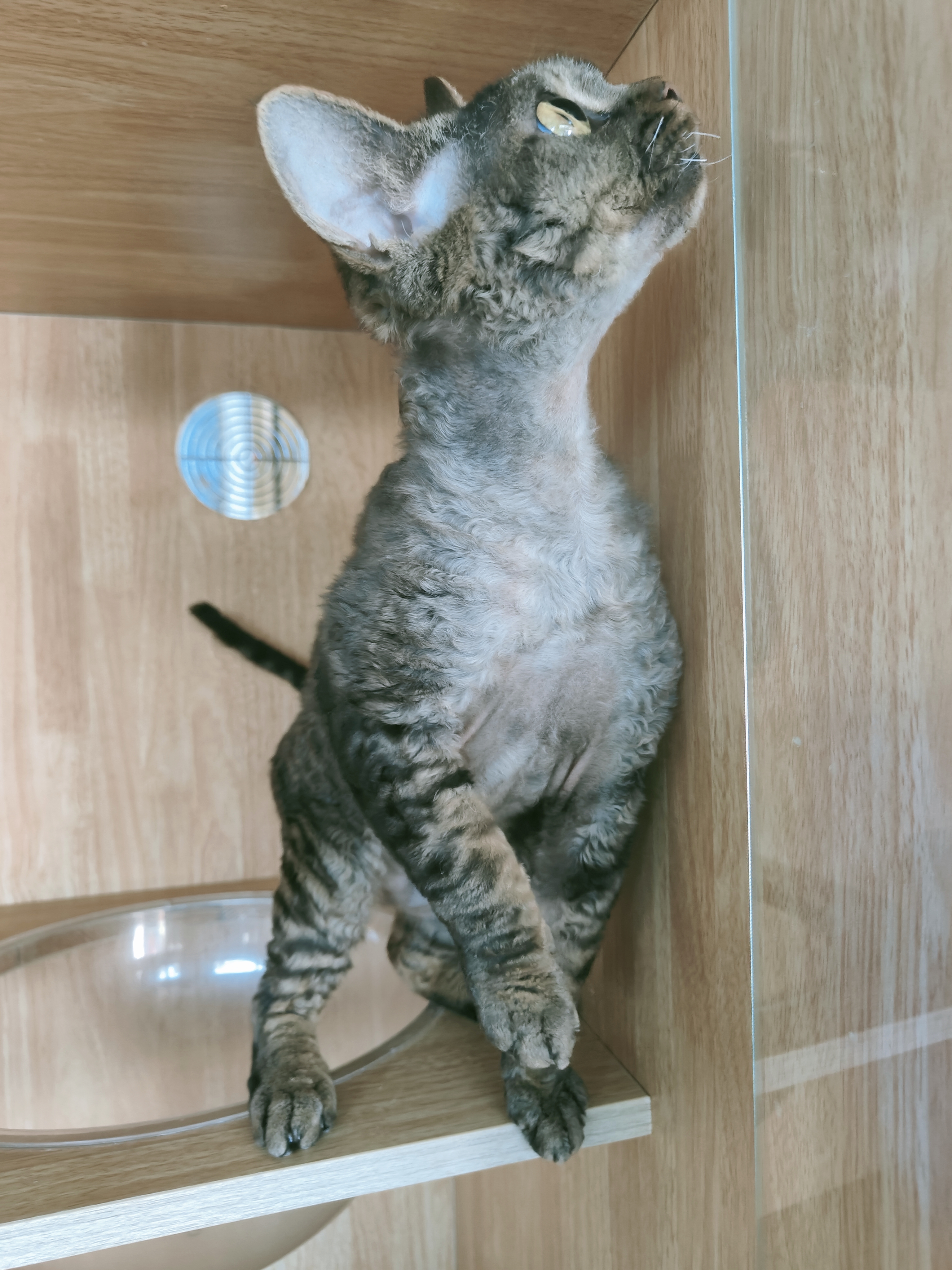 德文卷毛猫公猫弟弟无病无藓特价几百块